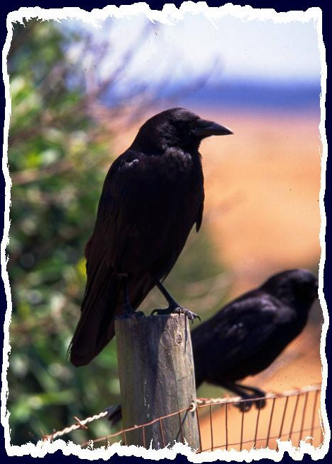 A couple crows kickin' back on an electric fence that's about to be turned on.