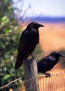 Chris' shot of a couple crows on an electric fence ;-o