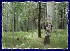 A forest scene of mostly aspen trees and some ponderosa pines just outside of Flagstaff