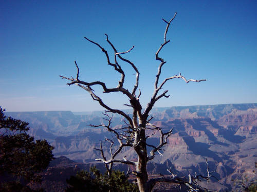 Shrubbery in the foreground and the Ground Canyon in the background