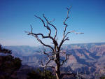 "Grand Canyon Branch"