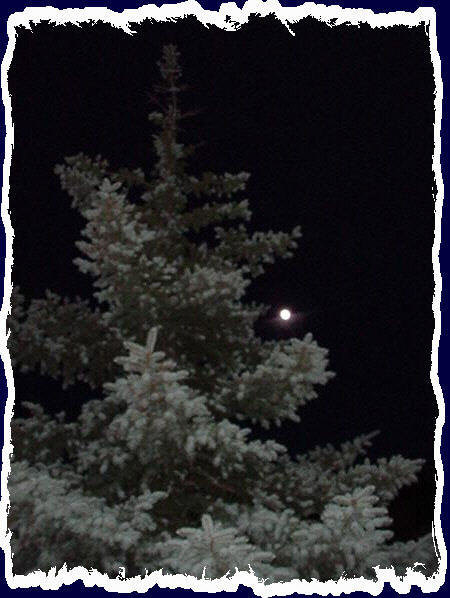 Blue spruce before NAU full moon