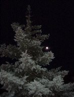 A late night full moon shot with a blue spruce in the foreground at Northern Arizona University - Summer 2000