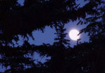 A killer shot of the full moon over Northern Arizona University with the silohuette of the Ponderosa Pines in the foreground - Summer 2000