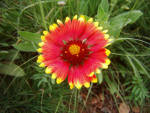 A single red and yellow daisy